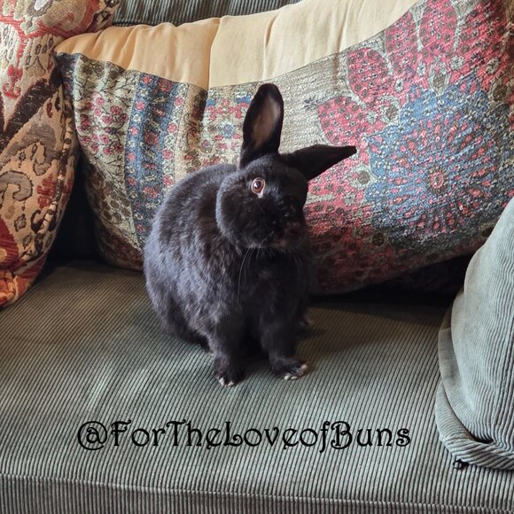 Love Bunnies? Follow My YouTube Channel @ForTheLoveofBuns - Picture 4 of 6